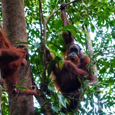 Sumatra Orangutan Discovery Villa Bukit Lawang Kültér fotó