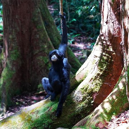 Sumatra Orangutan Discovery Villa Bukit Lawang Kültér fotó