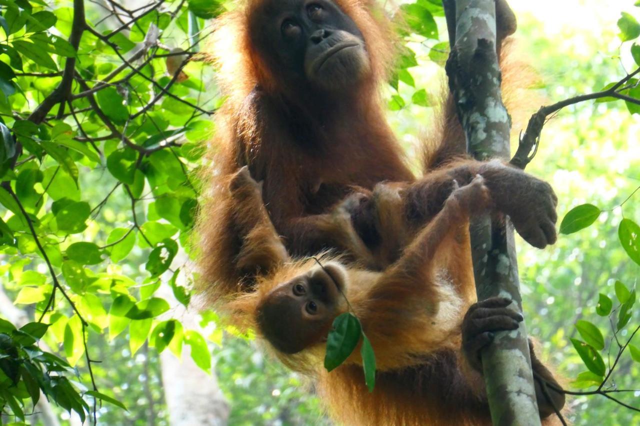 Sumatra Orangutan Discovery Villa Bukit Lawang Kültér fotó