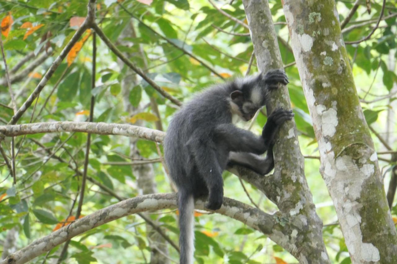 Sumatra Orangutan Discovery Villa Bukit Lawang Kültér fotó