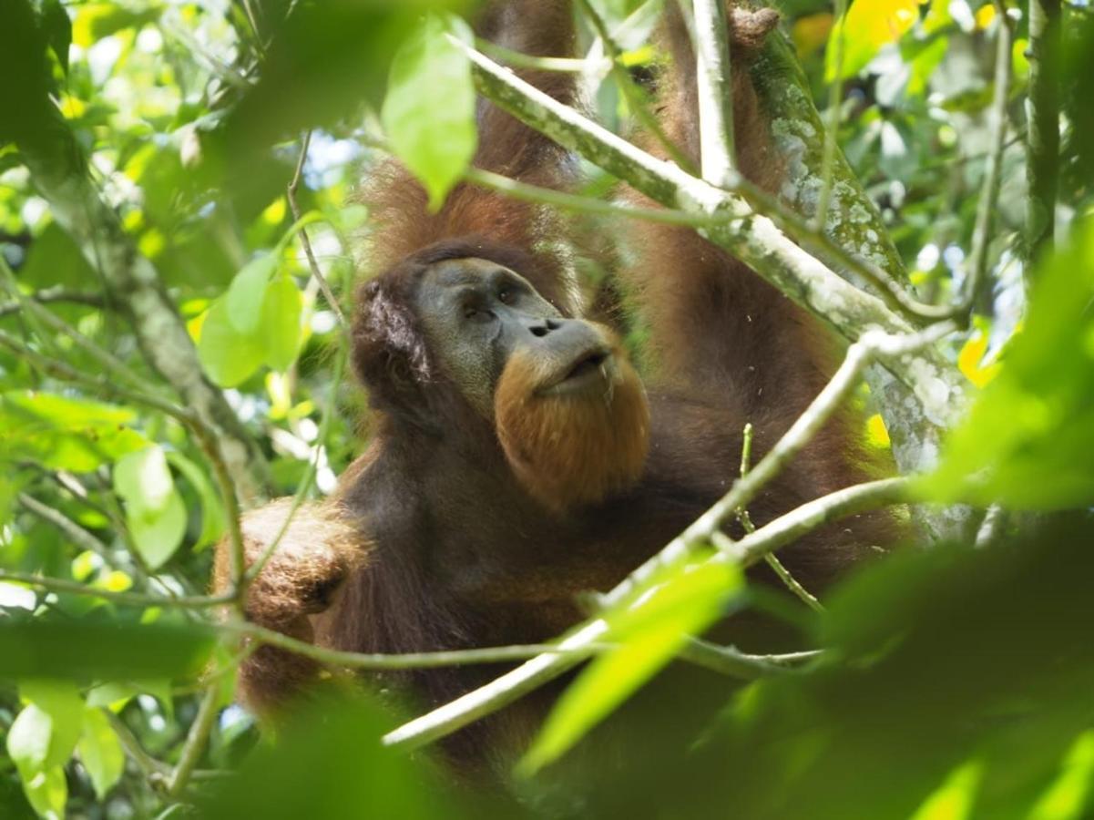 Sumatra Orangutan Discovery Villa Bukit Lawang Kültér fotó