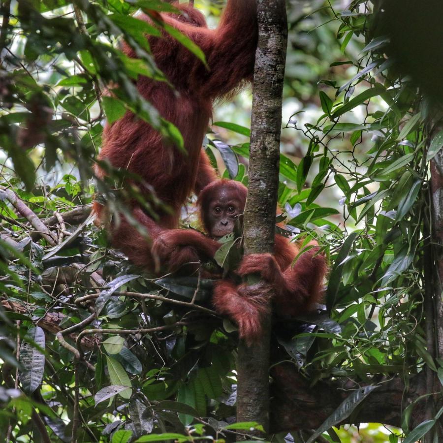 Sumatra Orangutan Discovery Villa Bukit Lawang Kültér fotó