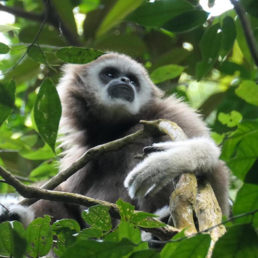 Sumatra Orangutan Discovery Villa Bukit Lawang Kültér fotó