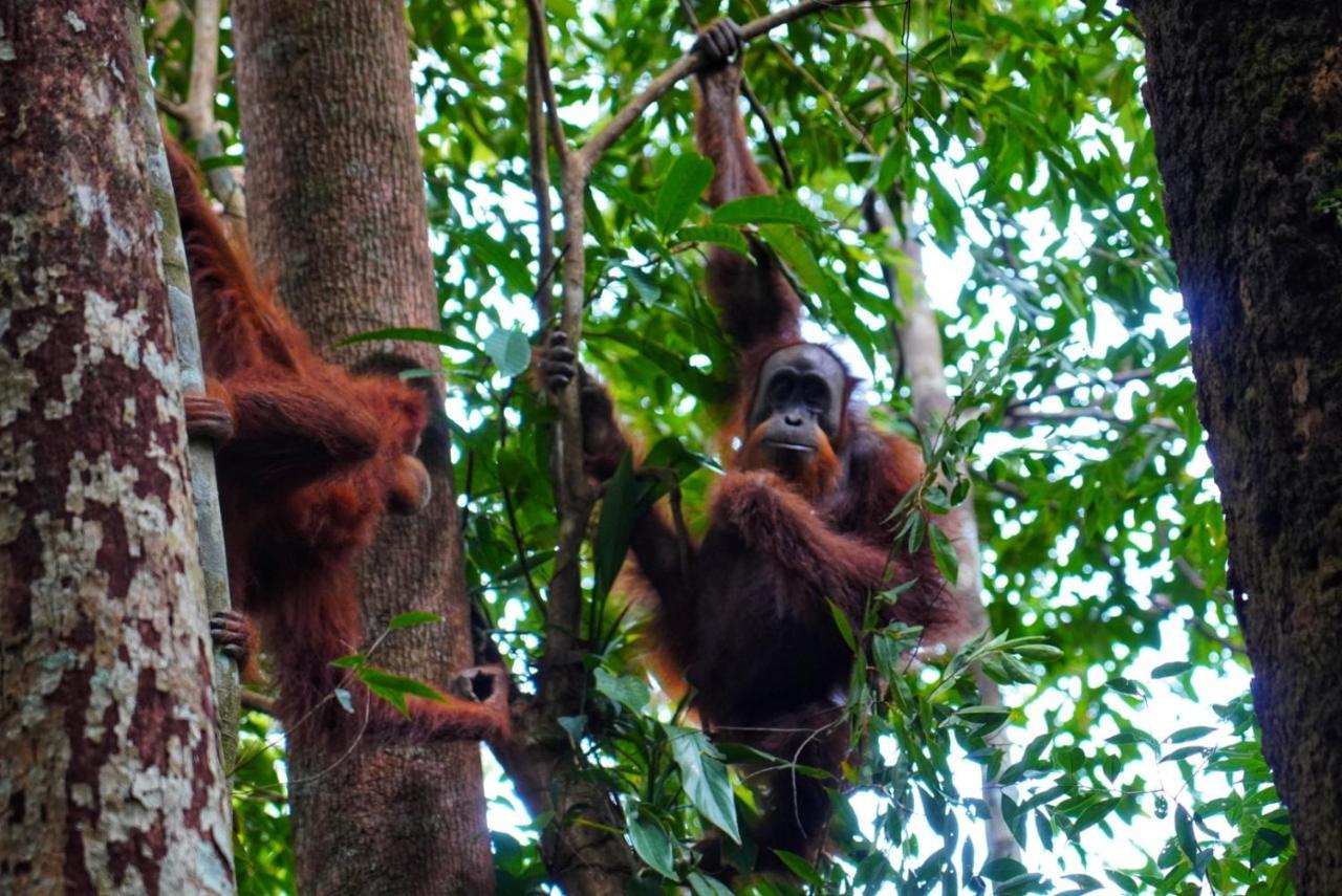 Sumatra Orangutan Discovery Villa Bukit Lawang Kültér fotó