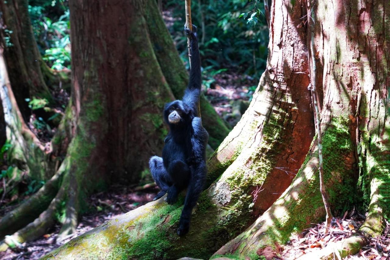 Sumatra Orangutan Discovery Villa Bukit Lawang Kültér fotó